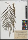 Foto von Salix viminalis L.